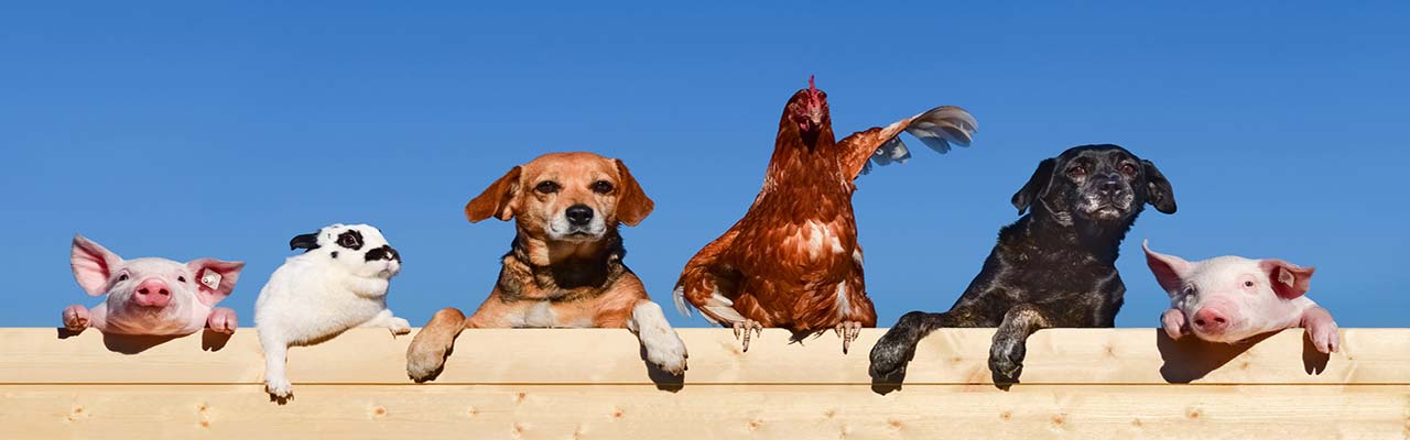 Ferien in der Toskana in Farm mit Tieren