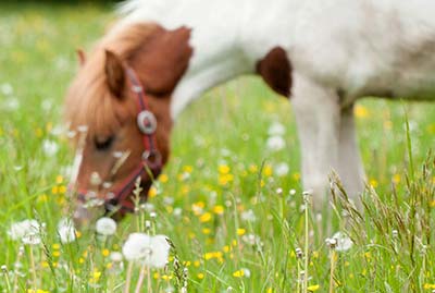 Ferien in Italien in pädagogischen Bauernhöfen